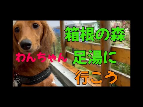 [Stay in the car with your dog] ②Let's go to Hakone no Mori doggy footbath Day 1