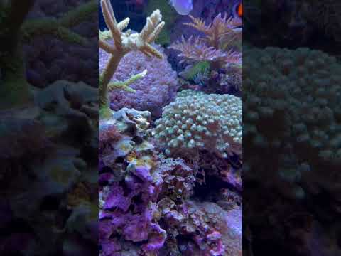 Quick update 6/7 #aquarium #marinetank #reefaquarium #update #reef #aquariummtp #mtp