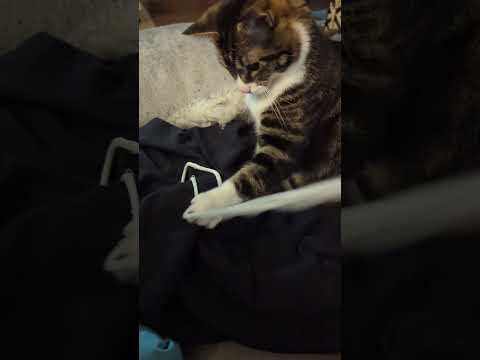 Koro Sensei eats a string #catshorts #catlover #cutepets #neko #catvideos #slomo #phonkmusic #猫