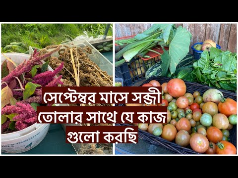 সেপ্টেম্বর মাসে সব্জী তোলার সাথে সাথে যে কাজ গুলো করছি/বাগানে এ সময় যে কাজ গুলো করা জরুরী