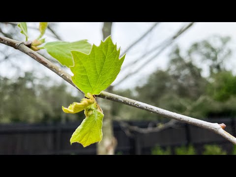 When Do Sycamore Trees Get Their Leaves?