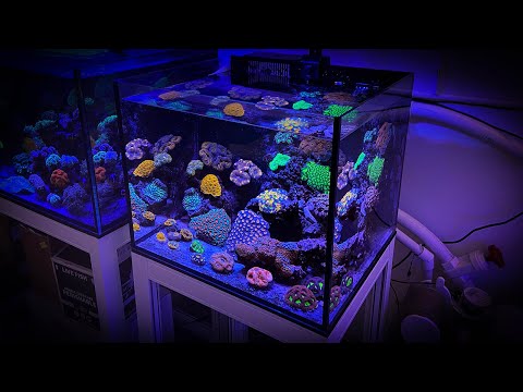 The Acan Garden Nano Reef and the Jump LED Lighting It