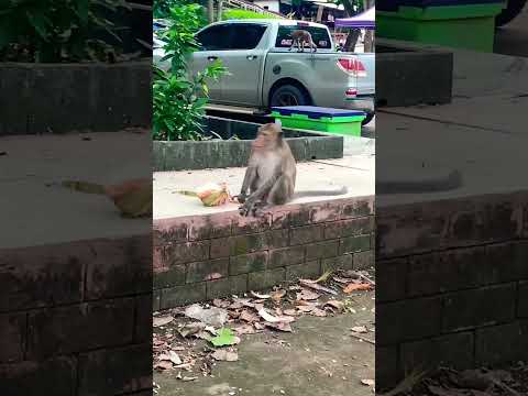 Monkey peeling coconuts #subscribe #viral #share #youtubeshorts #shortsyoutube #thailand #monkey