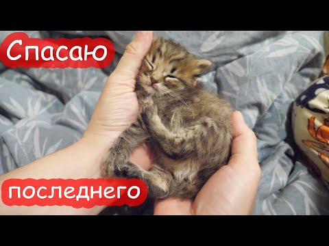 VLOG У Мурки умерли котята