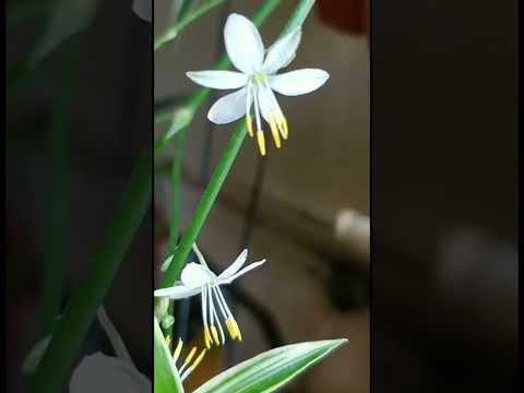 Spider Plant beautiful Flowers #viral #trending # Flower # shorts