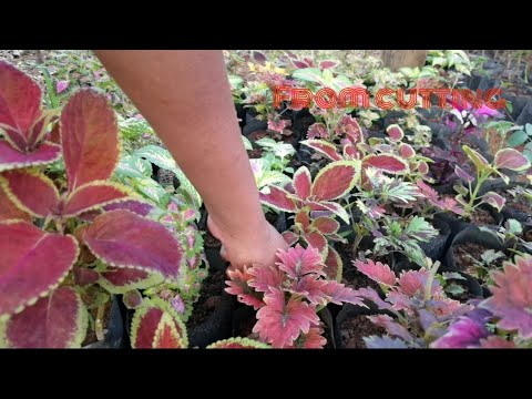 how to grow flower form cutting ( caladium, calvoa, canna, columnea, costus, cyanastrum and more