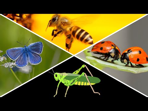 Common Insects Names for Kids to Learn