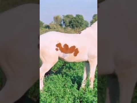 Islamic short video Allah name in animal #trending #reels