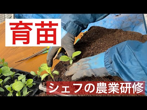 【 シェフの仕事 】シェフの農業研修　「育苗」