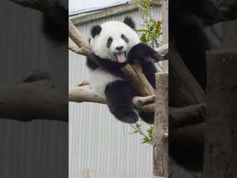 パンダのあくびの可愛い姿を見たことがありますか？ 
Do You See Yawn of Cute Panda？