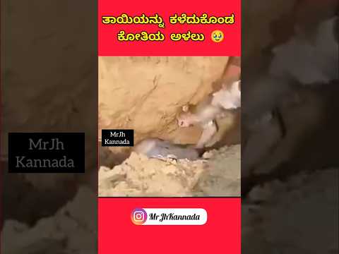 Really emotional 🥹 kannada #karnataka #emotional #emotionalstatus #respect #animals #respect #shorts