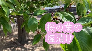 かんたん！作ってみよう！桜の葉の塩づけ#桜