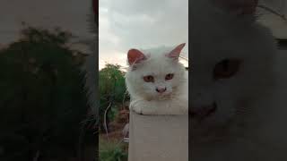 Cute Cat Compilation: Purrfect Moments! #cat #catsofinstagram #vacation #cats #catstagram #instacat