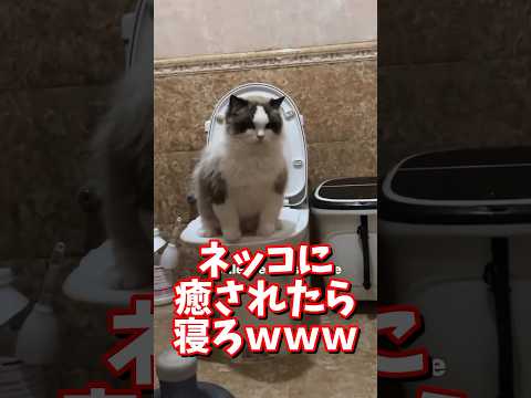 ネッコの動画で癒されたら寝ろｗｗｗ　#2ch #2ch動物スレ #2ch面白いスレ #動物 #犬 #猫 #癒やし #ねこ #ネコ #2chほのぼの #可愛い猫 #おもしろい猫