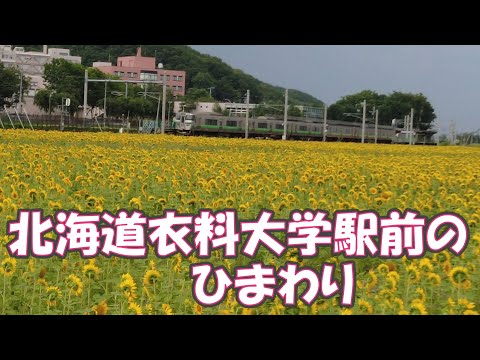 北海道医療大学駅前のひまわり2023/7/29