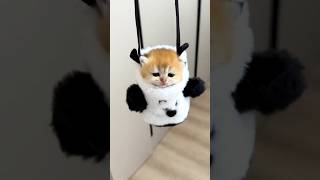 Cute Cat 🐈