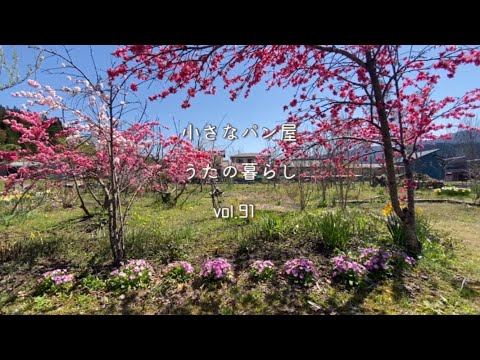 【暮らしvlog 91】春爛漫の花畑を散歩/枝垂れ桃