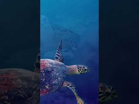 Endangered Species: Hawksbill Turtle