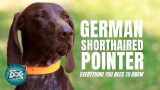 German Shorthaired Pointer Dog Breed Guide | Dogs 101