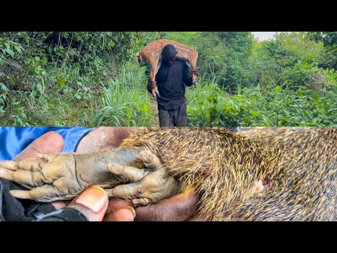 Wild hog hunting day1 - small world 🌎 meeting fans in the forest- Hunting Ep50