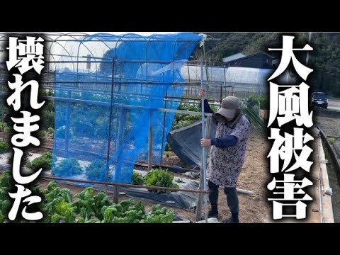 【直しました】春の大風で雨よけが壊れたら直す、さらに風に強くする工夫をしました【雨避け】