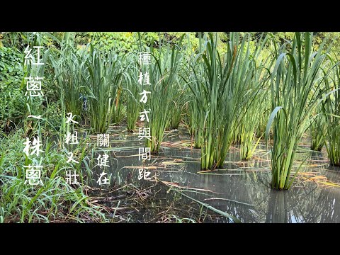 種紅蔥（株蔥）又粗又壯～種植方式與間距起關鍵作用