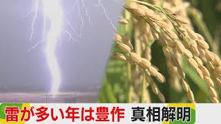 「雷が多いと豊作になる」言い伝えを研究　専門家を直撃