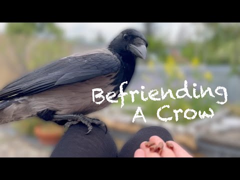 The Ultimate Guide To Befriend A Crow