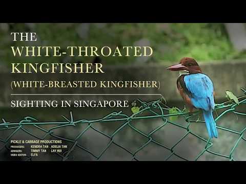 The White-Throated Kingfisher (Halcyon Smyrnensis) / White-Breasted Kingfisher