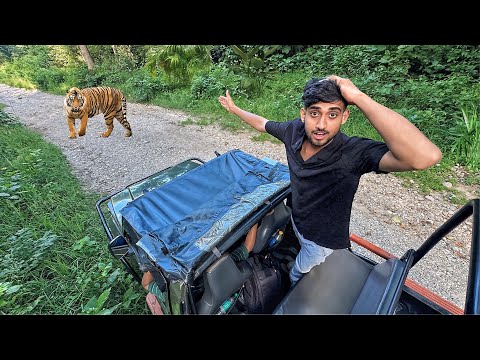 We spotted real tiger in jungle safari