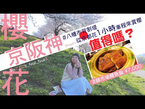 【大和セン風＃1】從京都花1小時車程來賞櫻值得嗎 | 日本人都愛去的超長櫻花隧道 | 錦市場鰻魚飯7,000円 | 4K賞櫻Vlog #背割堤