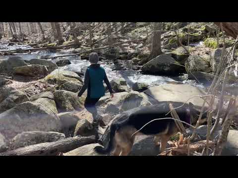 Ep199 Spring 2021 German Shepherd's Hiking Video Hiking with Dog in the wilderness - forest