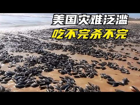 美国当地一“灾难”降临，吃不完也杀不完，政府都无可奈何