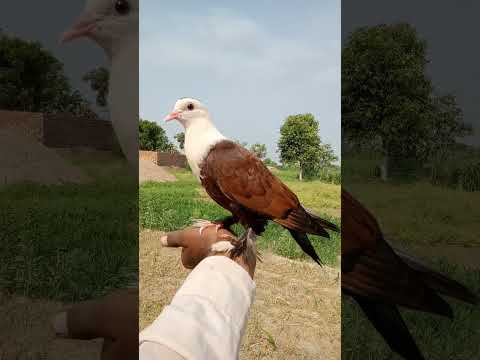 #beautiful #kabootar #pigeon #whitepigeon #sadstatus