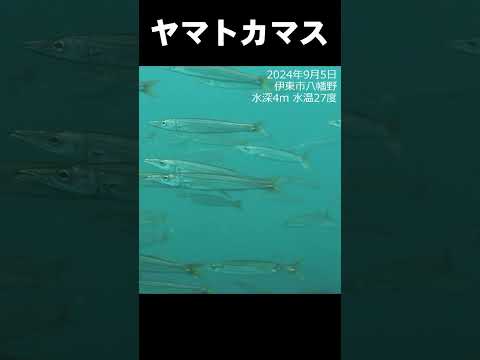 水カマスは水を好まない？ #水中映像 #カマス @aquaticpro