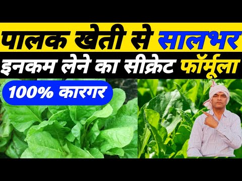 पालक खेती से सालभर इनकम लेने का सीक्रेट फॉर्मूला|Palak ki kheti|palak ki kheti kaise kare|Spinach Fr