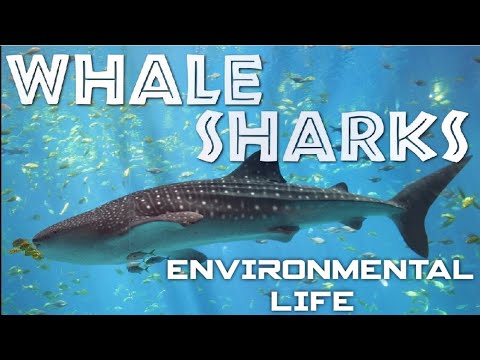 The Whale Shark 🦈 #whale #shark #viral #environmentallife ।। Environmental Life ।। ❣️