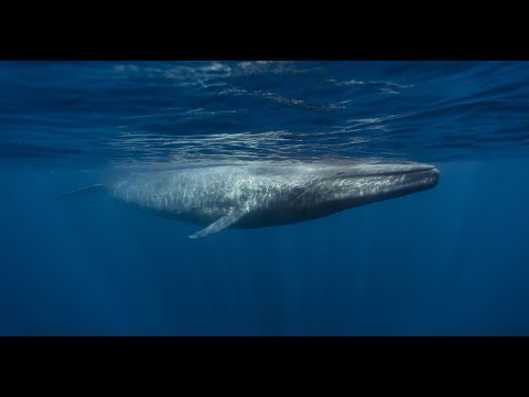 Whales video | Whale lifespans | 20 to 100 years | bowhead whales | Orca | Blue Whales