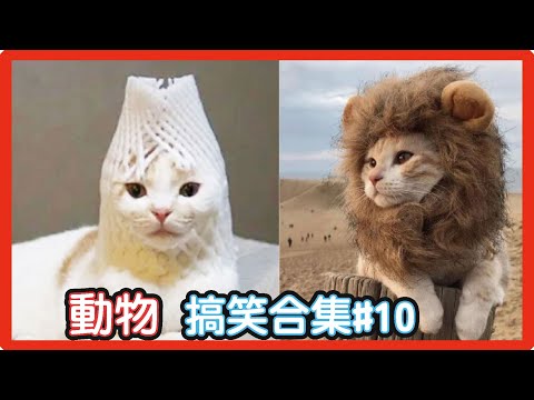 🤣2022最好笑的寵物合集🐱🐶笑到噴飯#10/搞笑影片/FunnyAnimalsVideo/貓/狗/cat/dog/pet/