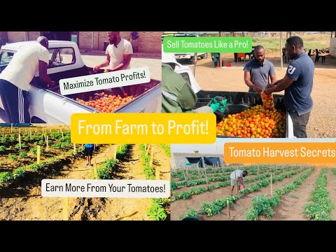 From Farm to Market: Harvesting and Selling Fresh Tomatoes 🍅 | Sustainable Farming Success