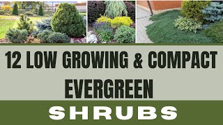 12 Low Growing & Compact Evergreen SHRUBS | All Season Shrubs for Low Maintenance Landscaping