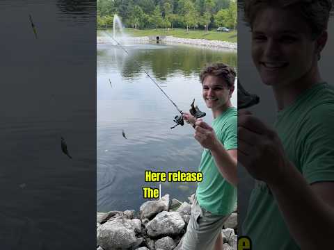 How To Catch Bluegill One After Another!! 🎣🐟 #shorts #fishing