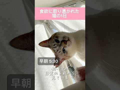 食欲に取り憑かれた猫の1日 #shorts