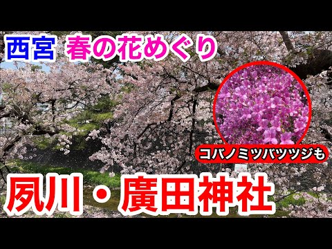 【西宮観光】西宮で春の花めぐり♪ 夙川の桜と廣田神社のコバノミツバツツジを堪能！