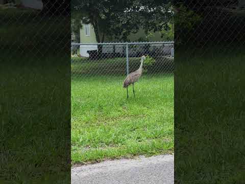 Florida Chickens, The Sandhill Crane 🐔 #Shorts