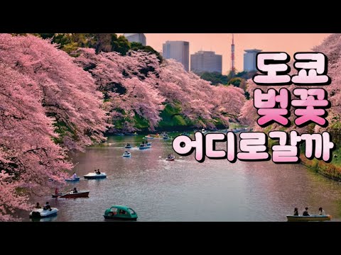 도쿄 벚꽃 여행 가실 분들 모여요!