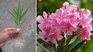 How To Grow Oleander Plant From Cuttings | In This Way Will Never Fail | @gardening4u11