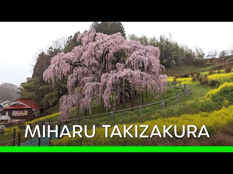 Miharu Takizakura on a Rainy Day (Japan 🇯🇵 Vlog) | 三春滝桜