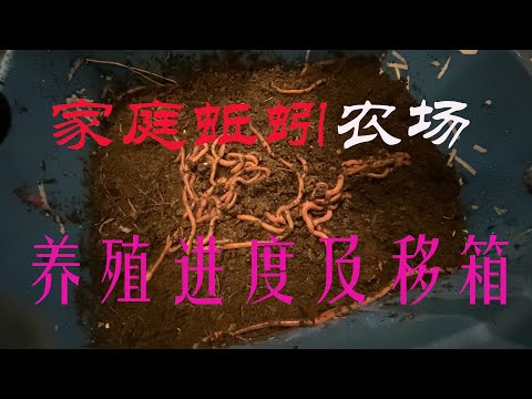 【渔耕笔记】蚯蚓养殖堆肥箱移箱 | 养好钓鱼蚯蚓 分解厨余堆肥