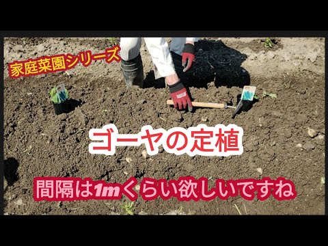 【ゴーヤの栽培】今年で2年目の栽培【家庭菜園シリーズ】